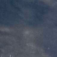 Libellule37